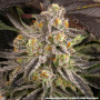 Семена каннабиса Rainbow Sherbet