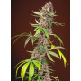 Cannabis seed variety RED MANDARINE F1 FAST VERSION®