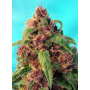 Cannabis seed variety RED MANDARINE F1 FAST VERSION®