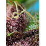 Cannabis seed variety TROPICANNA POISON F1 FAST VERSION®