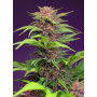 Cannabis seed variety RED MIMOSA XL AUTO®