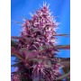 Cannabis seed variety RED POISON AUTO®