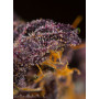 Cannabis seed variety RED POISON AUTO®