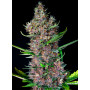 Cannabis seed variety RED POISON AUTO®