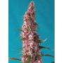 Cannabis seed variety RED PURE AUTO CBD®