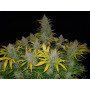 Семена конопли Auto Rhino Ryder Feminised Silver от Error Seeds - Smartshop-smartshop.ua®
