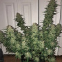 Семена конопли Auto Wedding Cake Feminised Silver от Error Seeds - Smartshop-smartshop.ua®