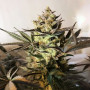 Семена конопли Royal Highness Feminised Silver от Error Seeds - Smartshop-smartshop.ua®