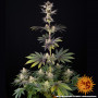 Семена каннабиса RS11 x Banana OG