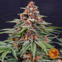 Cannabis seeds RUNTZ AUTO from Barney's Farm at Smartshop-smartshop.ua®