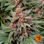 Cannabis seeds RUNTZ AUTO from Barney's Farm at Smartshop-smartshop.ua®