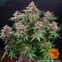 Cannabis seeds RUNTZ AUTO from Barney's Farm at Smartshop-smartshop.ua®