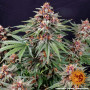 Cannabis seeds RUNTZ AUTO from Barney's Farm at Smartshop-smartshop.ua®