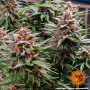 Cannabis seeds RUNTZ AUTO from Barney's Farm at Smartshop-smartshop.ua®