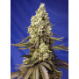 Cannabis seed variety RUNTZ XL AUTO®