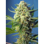 Cannabis seed variety S.A.D. SWEET AFGANI DELICIOUS AUTO®