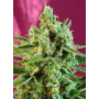 Cannabis seed variety S.A.D. SWEET AFGANI DELICIOUS CBD®