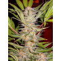 Cannabis seed variety S.A.D. SWEET AFGANI DELICIOUS F1 FAST VERSION®