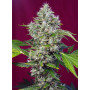 Cannabis seed variety SAN FERNANDO LEMON KUSH®