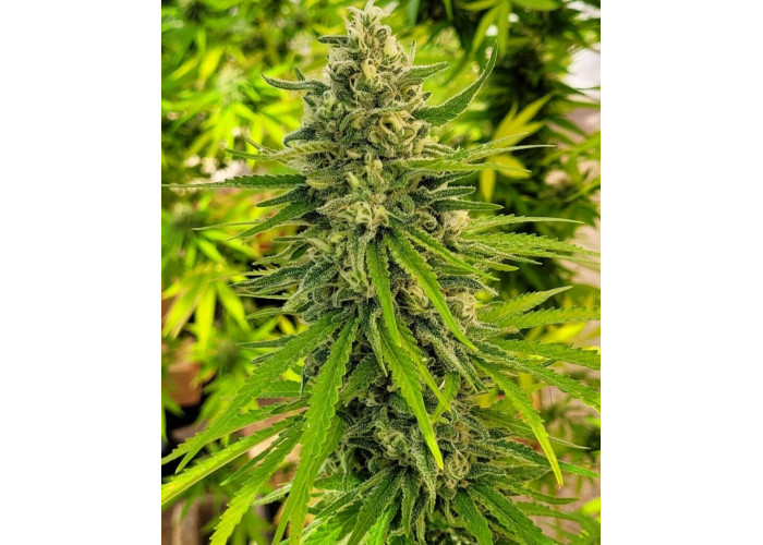 Сорт семян каннабиса Mataro Blue