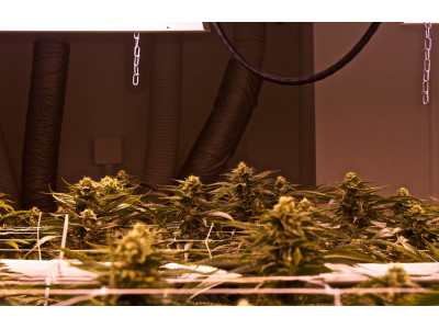 Scrog method - what are the advantages