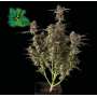 Семена конопли Auto Green Crack от Marley Seedbank - Smartshop-smartshop.ua®