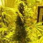 Семена конопли Auto Demolisher Feminised Gold от Error Seeds - Smartshop-smartshop.ua®