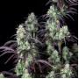 Насіння конопель Mimosa Cake Feminised Silver від Error Seeds - Smartshop-smartshop.ua®