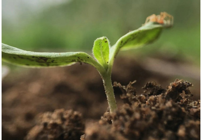 Cannabis seeds do not germinate - popular reasons