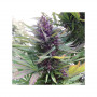 Cannabis seed variety SHAMAN®