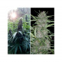 Cannabis seed variety SHAMAN®