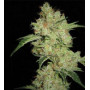 Cannabis seed variety Auto SHARK