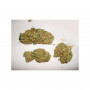 Cannabis seed variety SKUNK #11®
