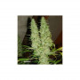 Cannabis seed variety SKUNK #11®