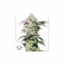 Cannabis seed variety SKYWALKER HAZE®