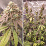 Cannabis seed variety SKYWALKER HAZE®