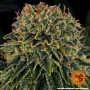 Cannabis seeds SKYWALKER OG AUTO from Barney's Farm at Smartshop-smartshop.ua®