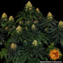 Cannabis seeds SKYWALKER OG AUTO from Barney's Farm at Smartshop-smartshop.ua®