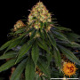 Cannabis seeds SKYWALKER OG AUTO from Barney's Farm at Smartshop-smartshop.ua®