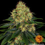 Cannabis seeds SKYWALKER OG AUTO from Barney's Farm at Smartshop-smartshop.ua®