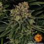 Cannabis seeds SKYWALKER OG AUTO from Barney's Farm at Smartshop-smartshop.ua®