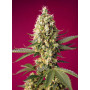 Cannabis seed variety SKYWALKER OG RUNTZ XL AUTO®