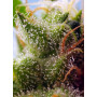 Cannabis seed variety SKYWALKER OG RUNTZ XL AUTO®