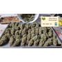 Семена конопли Gelato Feminised Gold от Error Seeds - Smartshop-smartshop.ua®