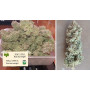 Семена конопли Gelato Feminised Gold от Error Seeds - Smartshop-smartshop.ua®