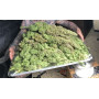 Сорт семян каннабиса Original AUTO NORTHERN LIGHTS
