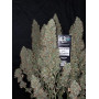 Сорт семян каннабиса Original AUTO BLUEBERRY