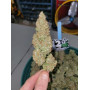 Сорт семян каннабиса Original AUTO MOBY DICK