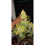 Сорт семян каннабиса Original AUTO WHITE WIDOW
