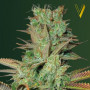 Cannabis seeds SOMANGO from Victory Seeds at Smartshop-smartshop.ua®